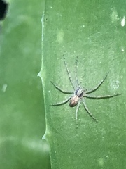 Philodromus dispar