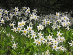 Erythronium montanum