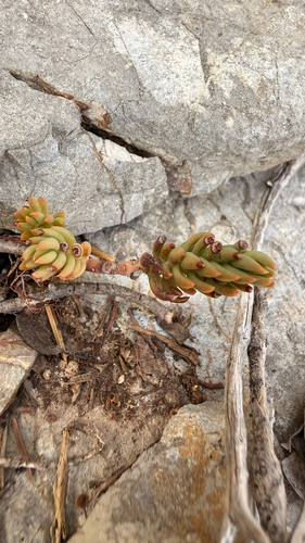 Petrosedum ochroleucum, photograph 1