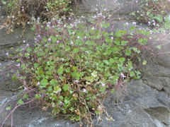 Cymbalaria muralis