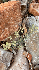 Aethionema saxatile
