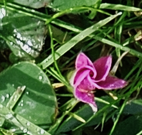 Purple woodsorrel