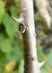 Erythrina acanthocarpa