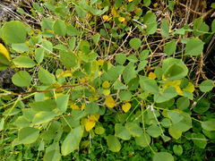 Erythrina acanthocarpa