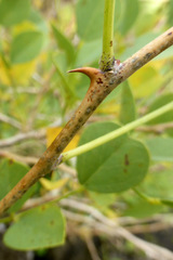 Erythrina acanthocarpa