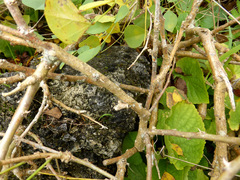 Erythrina acanthocarpa