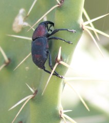Cactophagus spinolae