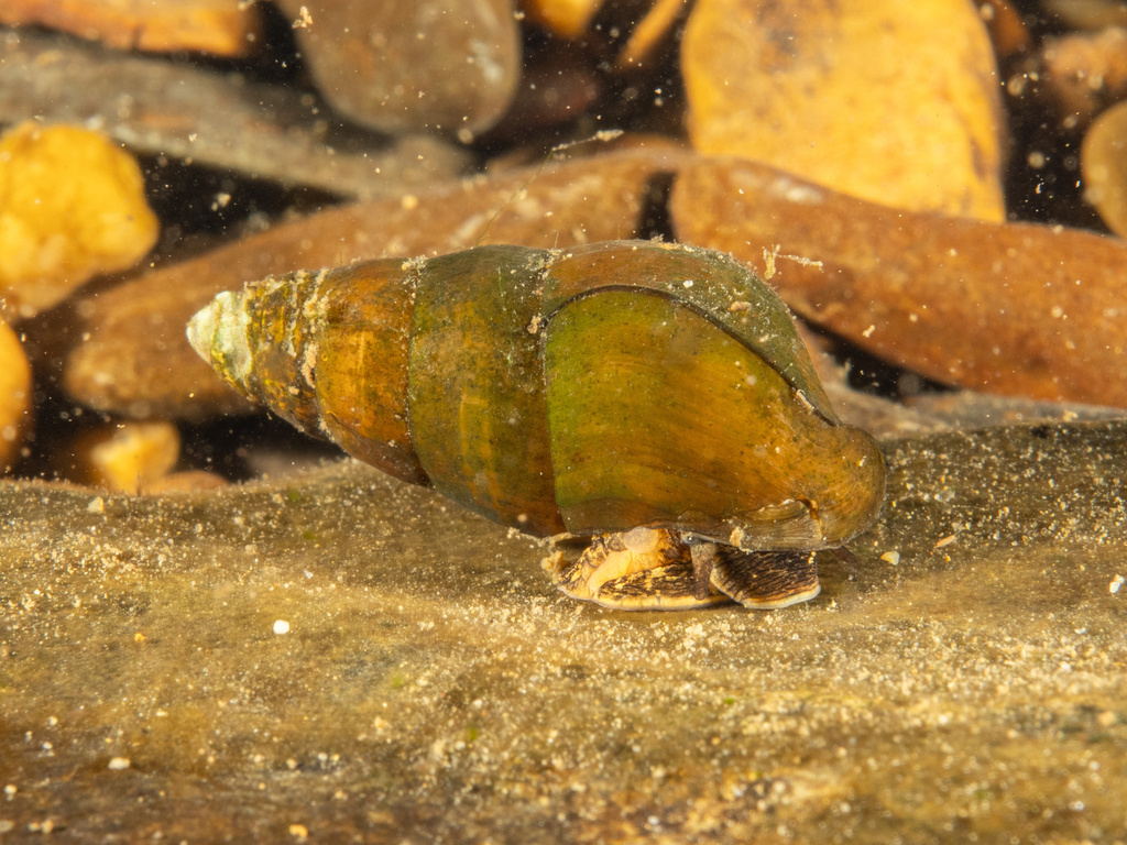 Dainty Hornsnail