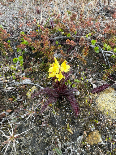 Pedicularis oederi, photograph 1