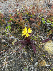 Pedicularis oederi