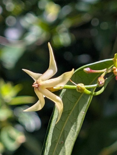 Malouetia tamaquarina, 2026-08-05