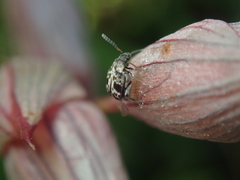 Bruchidius bimaculatus