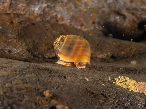 Smooth Rocksnail