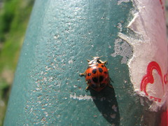 Harmonia axyridis