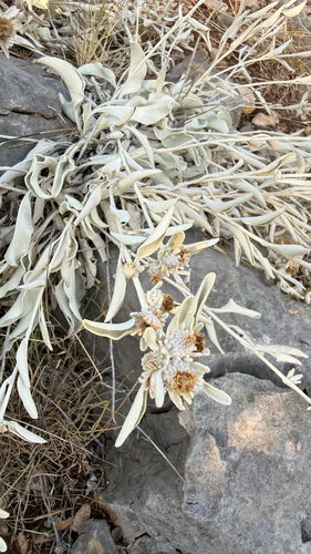 Pentanema verbascifolium, photograph 6