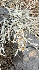 Pentanema verbascifolium, photograph (c) mycoroco, some rights reserved (CC BY)