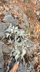 Pentanema verbascifolium, photograph (c) mycoroco, some rights reserved (CC BY)