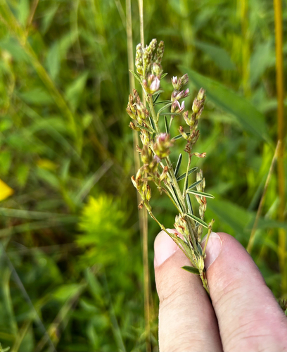 prairie lespedeza