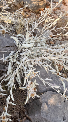 Pentanema verbascifolium, photograph 4