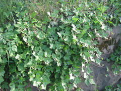 Hedera helix