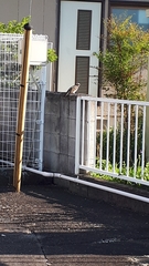 Hypsipetes amaurotis