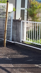 Hypsipetes amaurotis