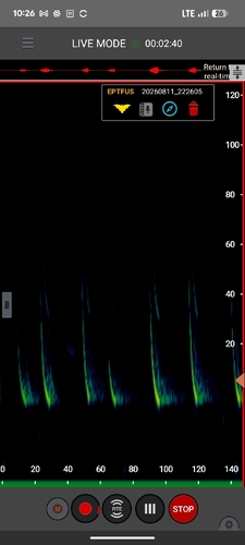 Big Brown Bat observed by jpage_cwf