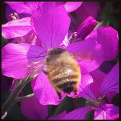 Anthophora villosula