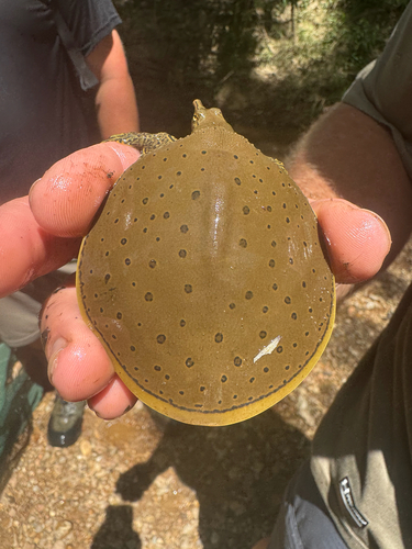 Spiny Softshell observed by shinsshui