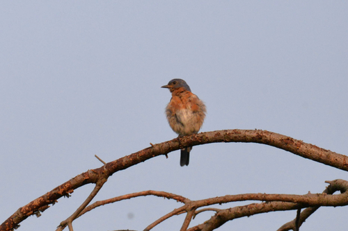 Eastern Bluebird observed by skgunt