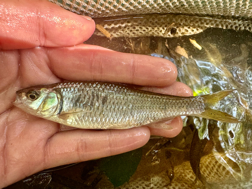 Striped Shiner