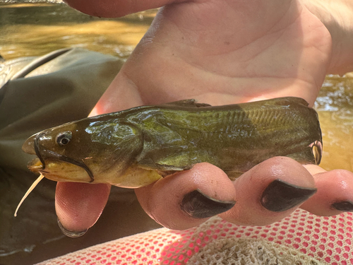Yellow Bullhead