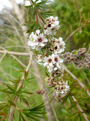 Taxandria juniperina