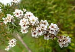 Taxandria juniperina