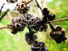 Taxandria juniperina