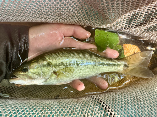 Largemouth Bass