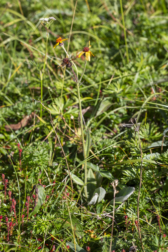 Phaeanthus observed 2026-08-02