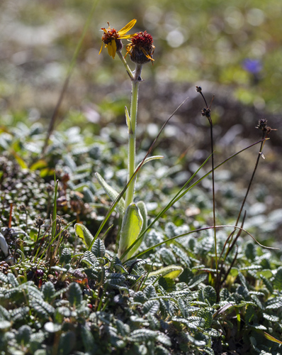 Phaeanthus observed 2026-08-02