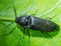 Melanotus punctolineatus