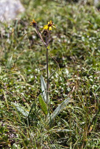 Phaeanthus observed 2026-08-02