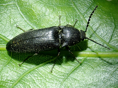 Melanotus punctolineatus