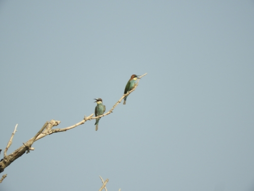 European Bee-eater