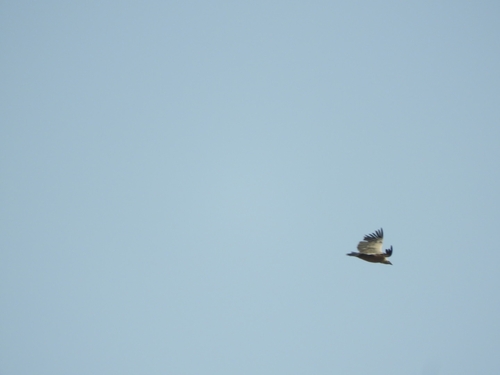 Eurasian Griffon