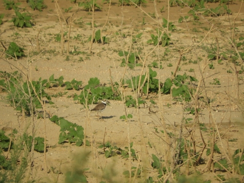 Little Ringed Plover