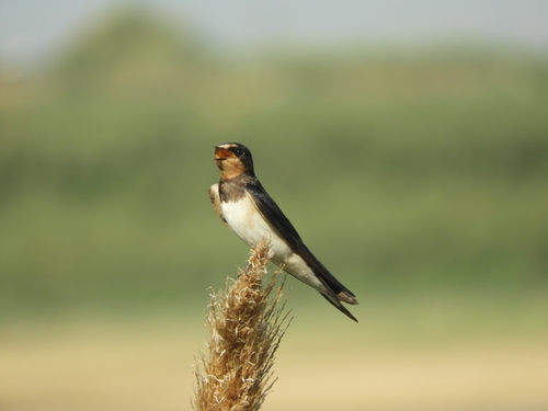 Barn Swallow
