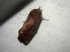 Elusa ceneusalis