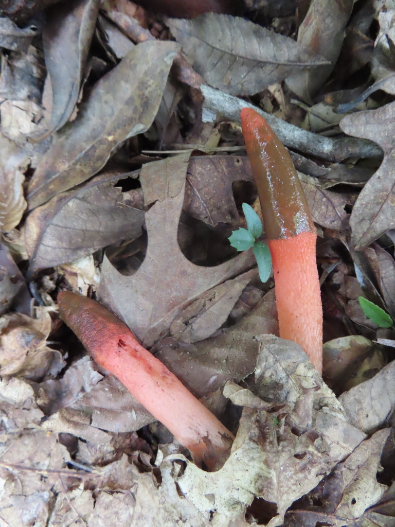 devil's dipstick · August 2026 · photo: Photo: (c) David Gorsline, some rights reserved (CC BY) · iNaturalist