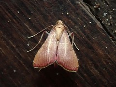 Endotricha nicobaralis