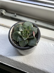 Echeveria purpusorum