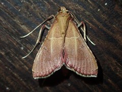 Endotricha nicobaralis